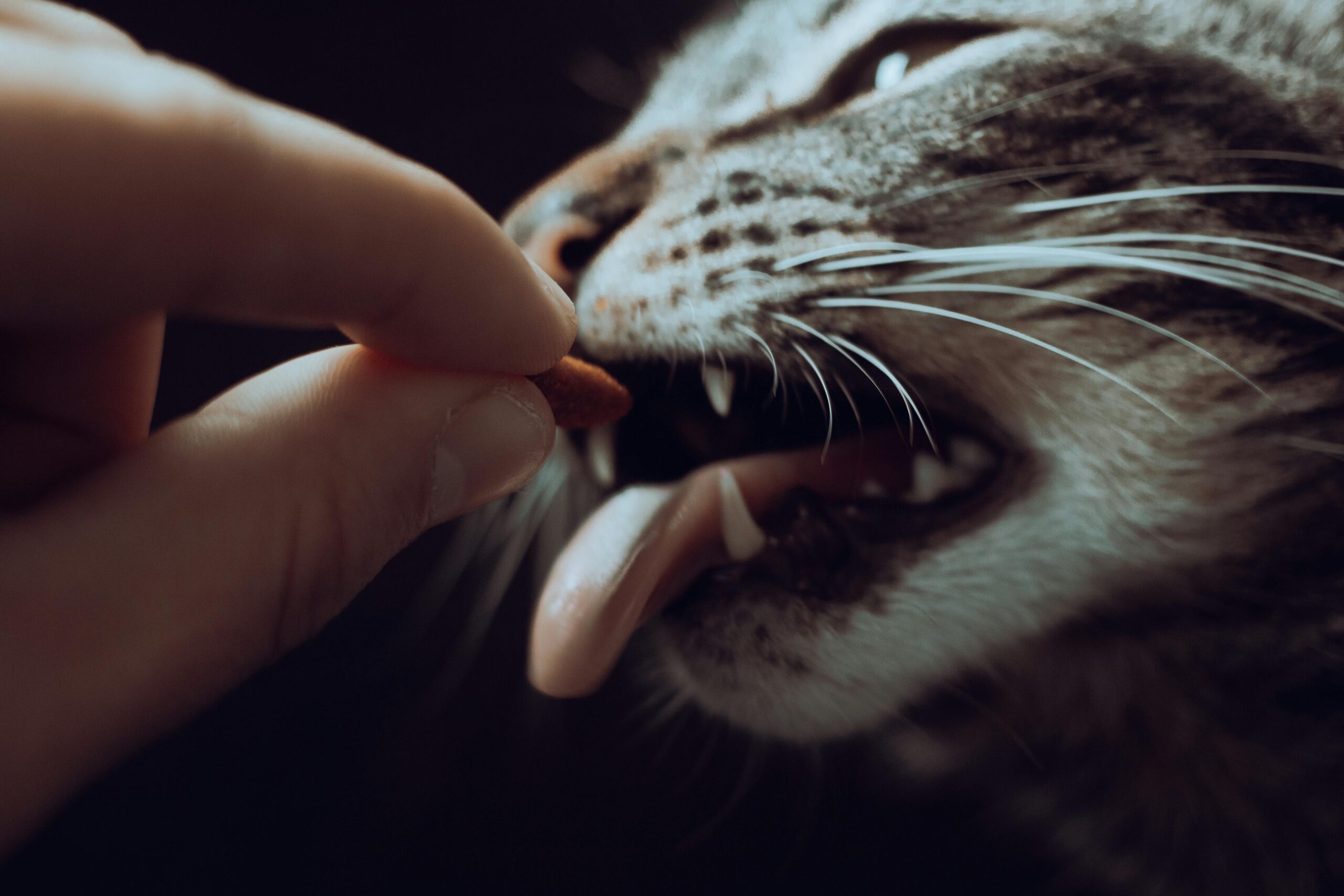 pexels-lucaspezeta-9566276